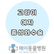 울산 중구 고양이가 여자중성화 수술을 받았어요.(20240807)