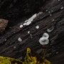 아교고약버섯 Phlebia tremellosa (Schrad.) Nakasone & Burds.