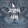 고양이 시력 범위, 색맹, 야간 시력, 동체 시력 등 궁금증 해결!