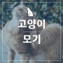 고양이 모기물림 증상, 대처방법, 예방법!