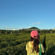 낯설고도 익숙한 여름의 제주🍃