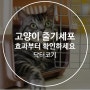 고양이 줄기세포 효과부터 확인하세요!