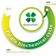 호모시스테인 수치에 도움을 주는 콰트레폴릭 활성엽산