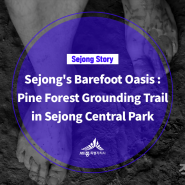 Sejong's Barefoot Oasis : Pine Forest Grounding Trail in Sejong Central Park(김규림 기자)