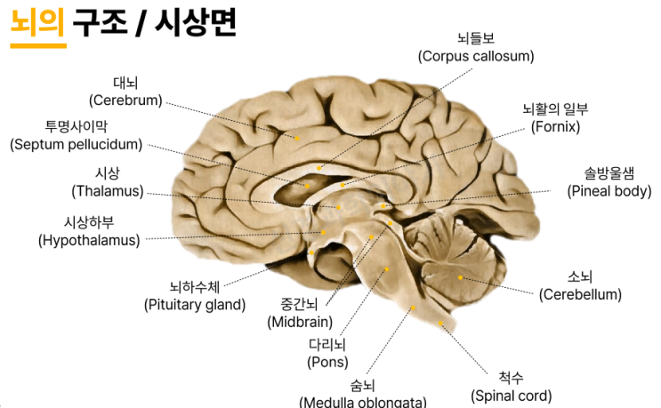 [뇌신경해부학] 시상하부 구조, 기능 : 네이버 블로그