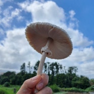 우산버섯 ~말똥버섯