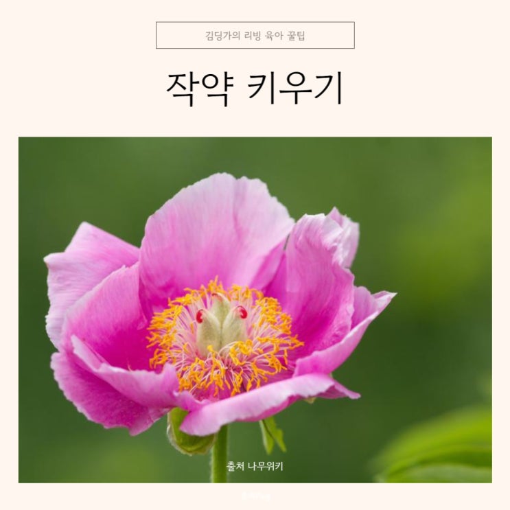 작약 꽃말 화분 키우기 (씨앗 모종) : 네이버 블로그