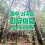 서귀포 치유의 숲 : 자연 속에서 만난 완벽한 제주 힐링 여행지