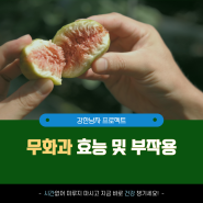 10월 제철과일 무화과 효능 및 부작용