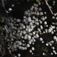 고깔갈색먹물버섯 Coprinellus disseminatus (Pers.) J.E. Lange