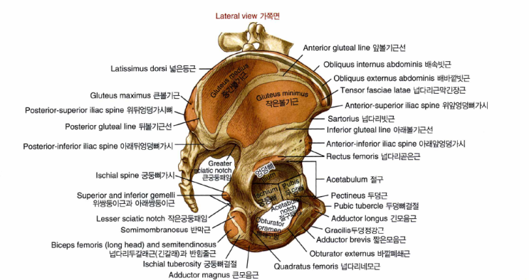 송도재활PT/ Fitzgerald test(Anterior/Posterior labral tear; 앞 뒤 테두리 파열 검사)에 ...