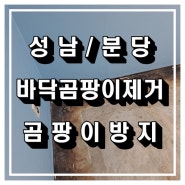 성남 바닥곰팡이제거 및 곰팡이방지 작업 진행했습니다.