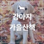 강아지 가을 산책 시 주의사항은? (은행열매, 국화꽃 등)