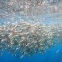 09.26 렛츠고보홀 나팔링투어 Have close encounters with the sardines and be mesmerized by their natural beauty.