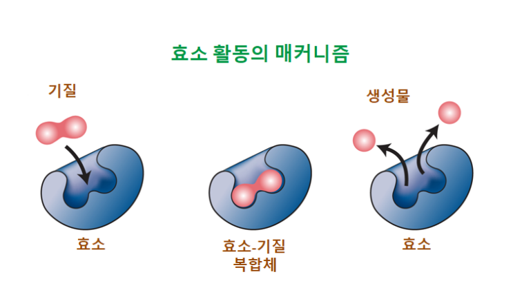 효소...Enzyme : 네이버 블로그