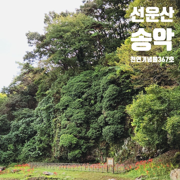 천연기념물 고창 선운사 삼인리 송악 : 네이버 블로그