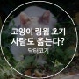 고양이 링웜 초기 증상, 사람도 옮을 수 있다는데?