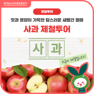 새콤달콤~ 맛과 영양이 가득한 탐스러운 새빨간 열매🍎사과🍏 제철투어