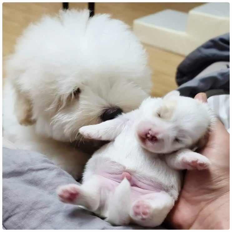 꼬똥 드 툴레아 입양 꼬동 외모를 알아야 속지 않아요 : 네이버 블로그