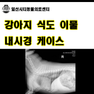 [일산 이물제거 수술] 강아지가 간식을 먹다가 켁켁거리고 숨 쉬는 것을 불편해해요. 강아지 식도 이물 내시경 시술 케이스 [24시 일산시티동물의료센터]