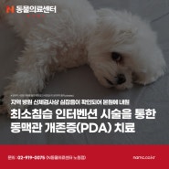 최소침습 인터벤션 시술을 통한 강아지 동맥관 개존증(PDA) 치료, 노원강북동물병원, N동물의료센터 노원점