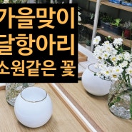 가을맞이 달항아리에 가을꽃 가득하게 풍성하게 소원담기