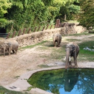 미국의 국립 동물원인 워싱턴DC 락크릭 공원에 있는 스미소니언 내셔널주(Smithsonian's National Zoo)