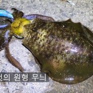 무늬오징어의 생태와 생애에 대해 아주 얕게 알아보기