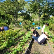 240928)토요농부학교 쪽파종구심기, 천연제재주기(은행천연농약, 난황유, 난각칼슘 등)