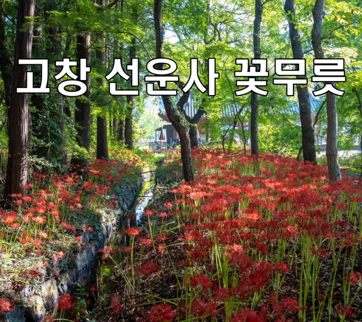 가을 꽃무릇하면 선운사! 10월여행지 추천 고창 선운사 가을 가족여행지 : 네이버 블로그