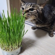 [CAT GRASS / 고양이풀] 펫팀(PET-TEAM) 캣그라스 재배키트 / 새싹귀리