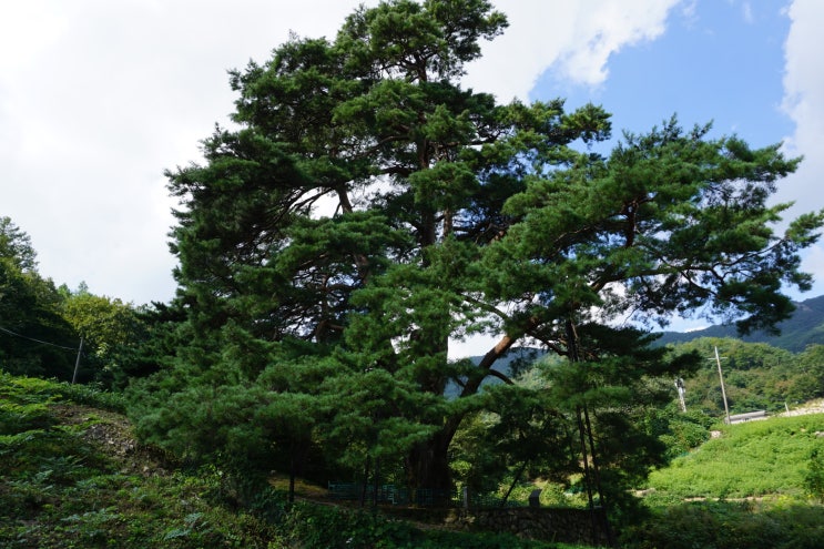 속리산 둘레길 문경길 12구간(화산 2리 마을회관~상주 문장대 오토캠핑장 입구) : 네이버 블로그