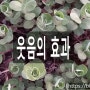 🍅신비한 웃음의 효과🍎 10/4