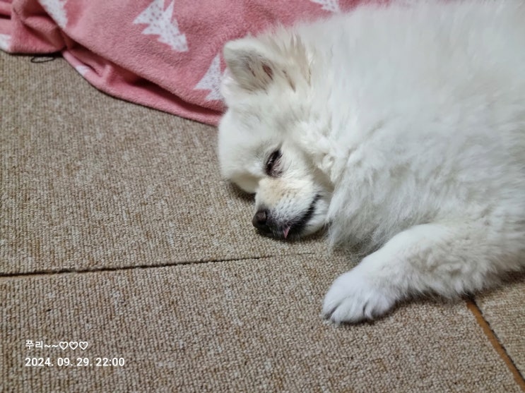 귀요미 네이버 블로그