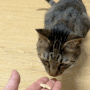 고양이 치석 간식 추천 뽀로로 맛있는 고양이 스낵 리뷰