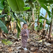 청도 아이랑가볼만한곳 바나나따기체험 청도꿈그린농원
