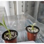 아크릴 식물 온실 구매 흰무늬바나나 성장