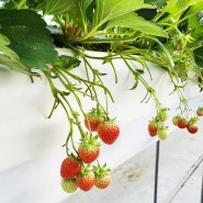 대구근교 딸기체험 영천 달코미딸기농원