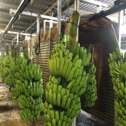 [호주 워홀] 어떻게 88일을 채웠는가 (1) 바나나 농장
