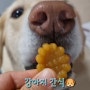 댕댕이 간식 단호박맛 <한입약과> 강아지 약과