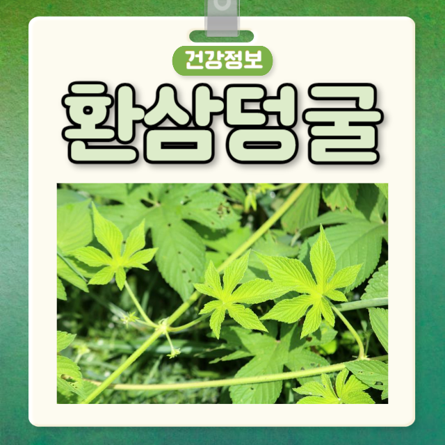 환삼덩굴 효능 부작용 환삼덩굴 먹는 법 알레르기 : 네이버 블로그