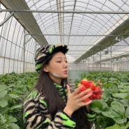천안 딸기 농장 "천안딸기힐링팜"에서 색다른 실내 이색 농장 체험! 딸기가 정말 크고 달아요