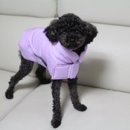 쉽게 입히는 강아지옷 :: 코코넛즈 이지 핏 발열 강아지패딩