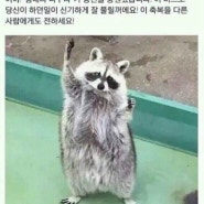 힘내라 너구리!