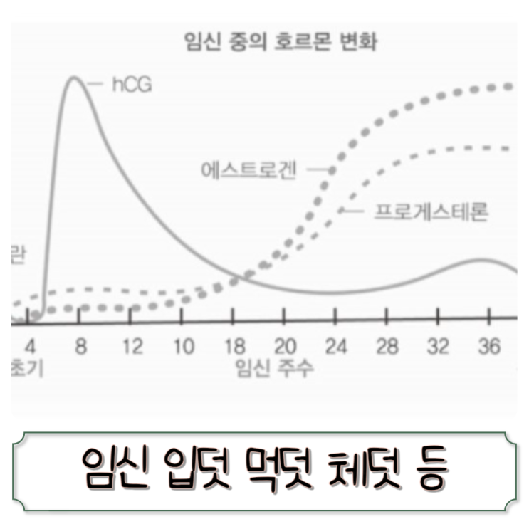 임신 입덧 시작시기, 먹덧, 체덧, 양치덧 증상 언제까지? 경험담 : 네이버 블로그