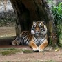 자카르타 차량 렌트카 - 여행지 소개 자카르타 동물원