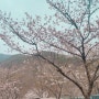 경남 벚꽃 캠핑장 밀양 표충오토캠핑장 채송화 4번 5번