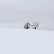 2박 3일 비에이(Biei) 겨울 렌트카 여행 첫째날 : 세븐스타 나무, 오야코 나무, 켄과 메리의 나무, 비에이 숙소