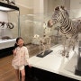 아이와함께 시드니 여행 :: 오스트레일리안 뮤지엄 + 비스트로 가디 / Australian museum , bistro gadi