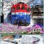 [대전 청주출발] 태백산눈축제 기차여행!